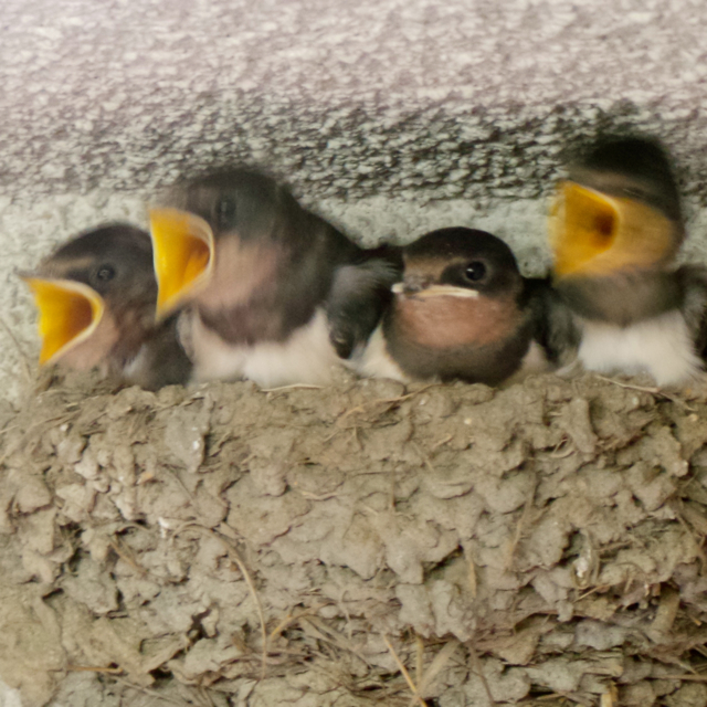 20130619_112536 のコピー