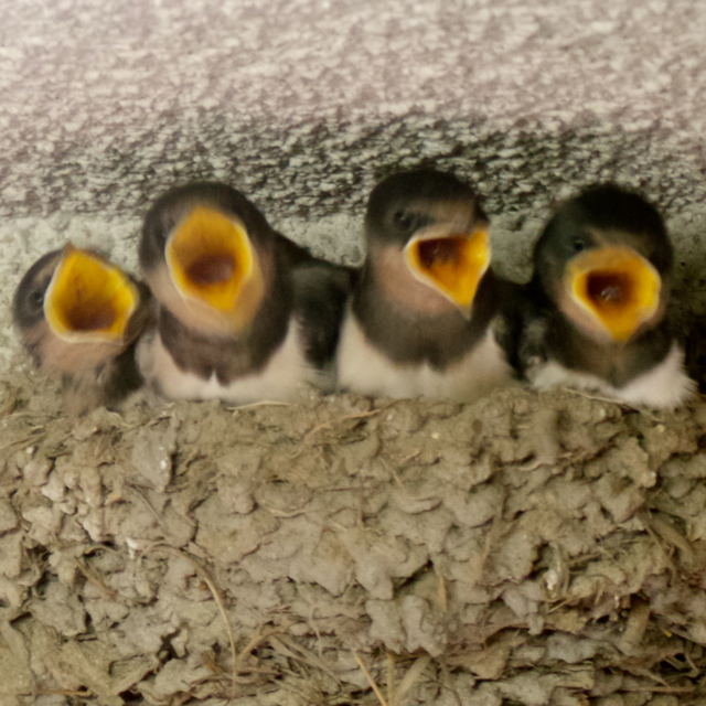 20130619_112547 のコピー