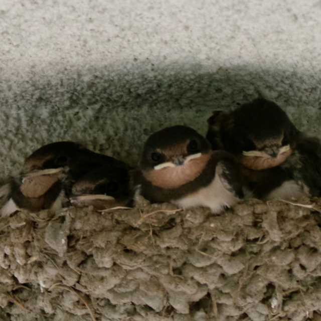 20130619_114836 のコピー