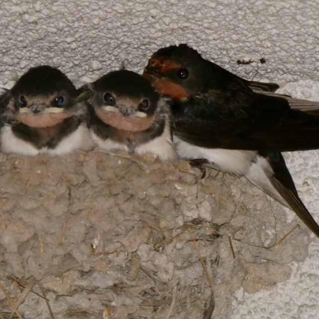 20130619_120255 のコピー